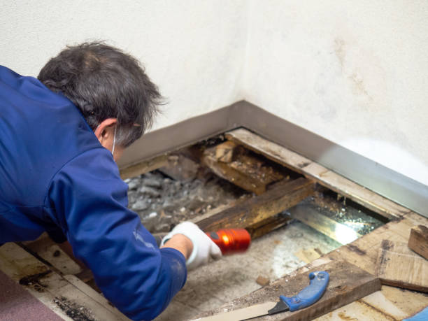 Best Bathroom Mold Remediation in Fairplains, NC