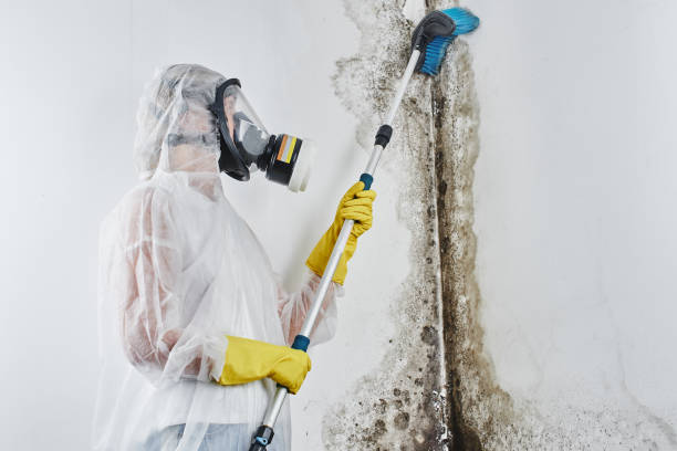 Best Post-Flood Mold Remediation in Fairplains, NC