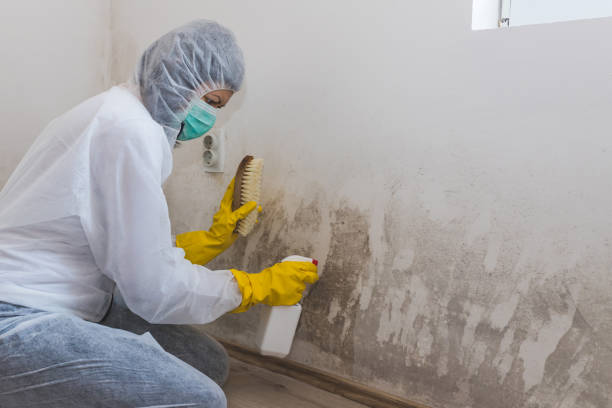 Best Bathroom Mold Remediation in Fairplains, NC