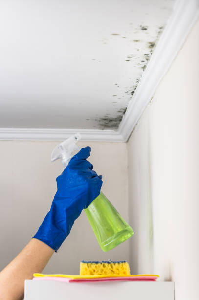 Best Black Mold Remediation in Fairplains, NC